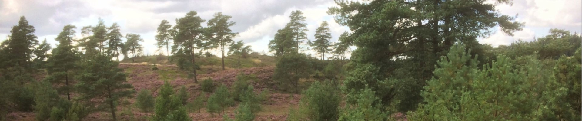 DM Ultralang den 7. april 2019 i Frederikshåb Plantage & Randbøl Hede Image