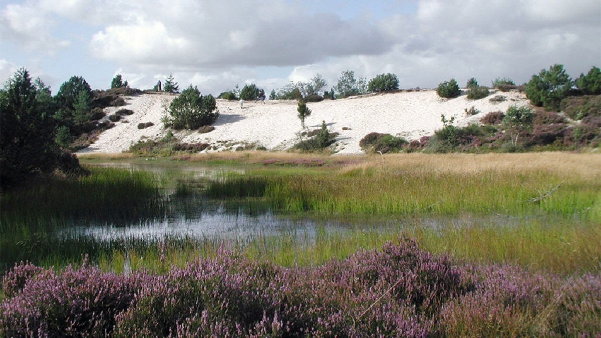 DM Ultralang den 7. april 2019 i Frederikshåb Plantage & Randbøl Hede Image
